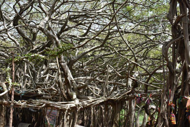 post-237730-0-35340100-1439699915_thumb.