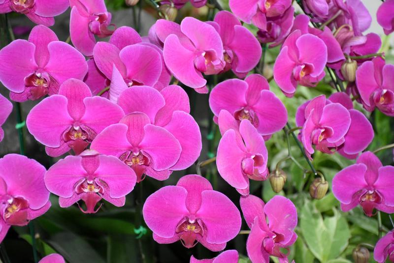 post-237730-0-43442600-1439033165_thumb.