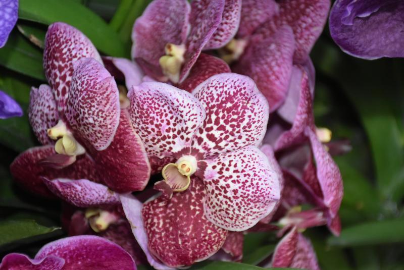 post-237730-0-47480900-1439033044_thumb.