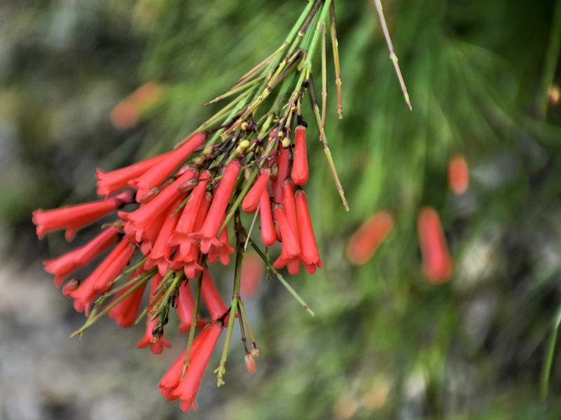 post-237730-0-54001500-1440896381_thumb.