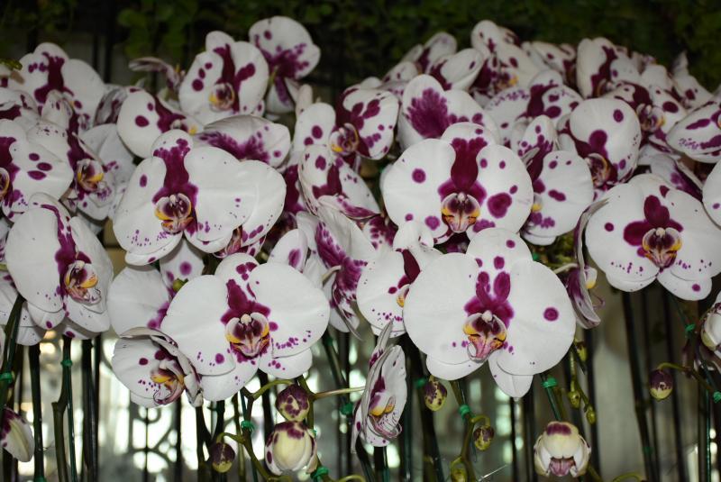 post-237730-0-61373900-1439033114_thumb.