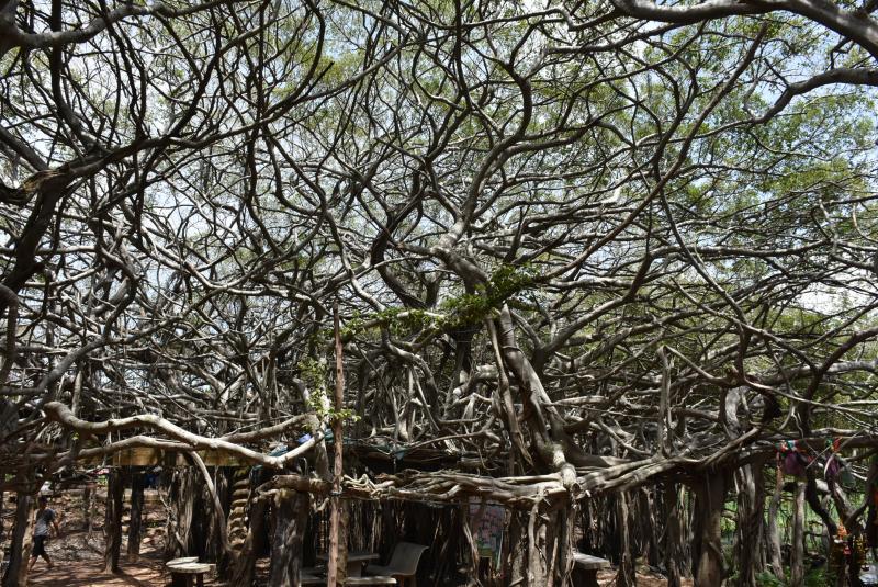 post-237730-0-73245400-1439699981_thumb.