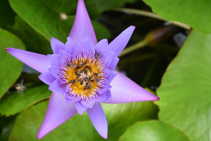 post-237730-0-77783900-1438919237_thumb.