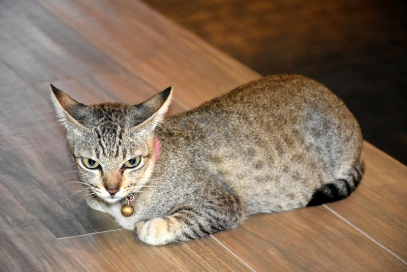 post-237730-0-80781300-1440143423_thumb.