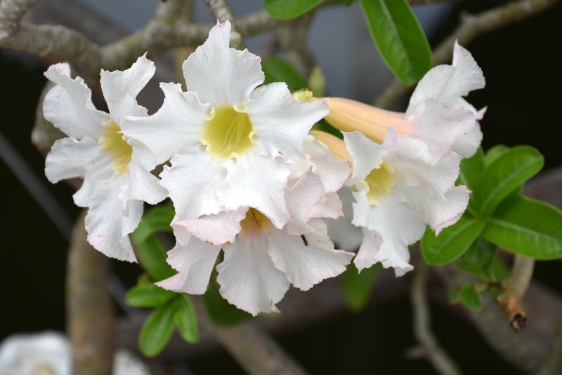 post-237730-0-85265500-1439866831_thumb.