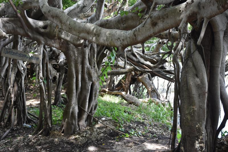 post-237730-0-91261600-1439700133_thumb.