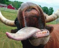 post-242586-0-75865500-1439714259_thumb.