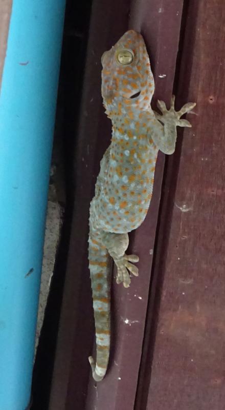 post-35489-0-98894600-1441013262_thumb.j