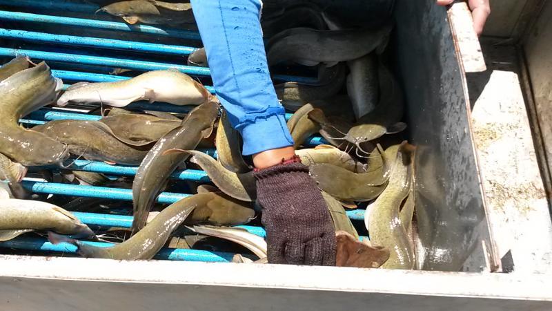 post-42398-0-06646800-1439389242_thumb.j