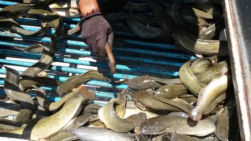 post-42398-0-20191800-1439389323_thumb.j