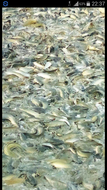 post-42398-0-24485000-1439389342_thumb.p