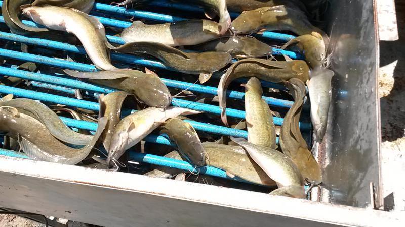 post-42398-0-33411800-1439389318_thumb.j