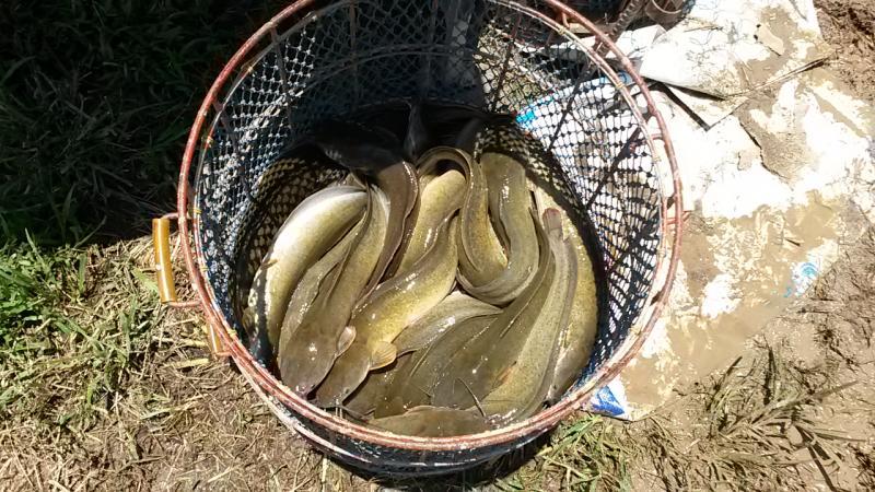 post-42398-0-47166100-1439389277_thumb.j