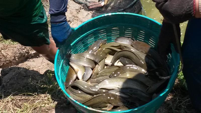 post-42398-0-56362000-1439389218_thumb.j