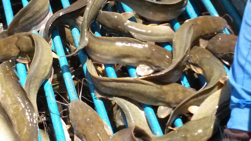 post-42398-0-57013800-1439389228_thumb.j