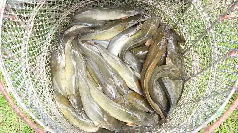 post-42398-0-62767400-1439389201_thumb.j