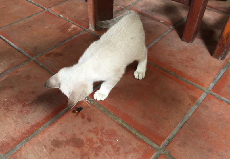 post-52121-0-86466700-1439880457_thumb.j