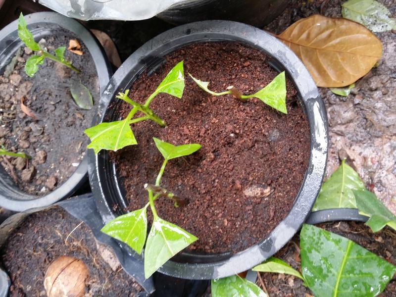 post-55492-0-51070300-1439612540_thumb.j