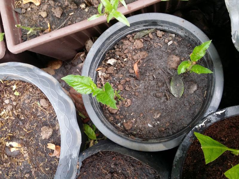 post-55492-0-67391700-1439612580_thumb.j