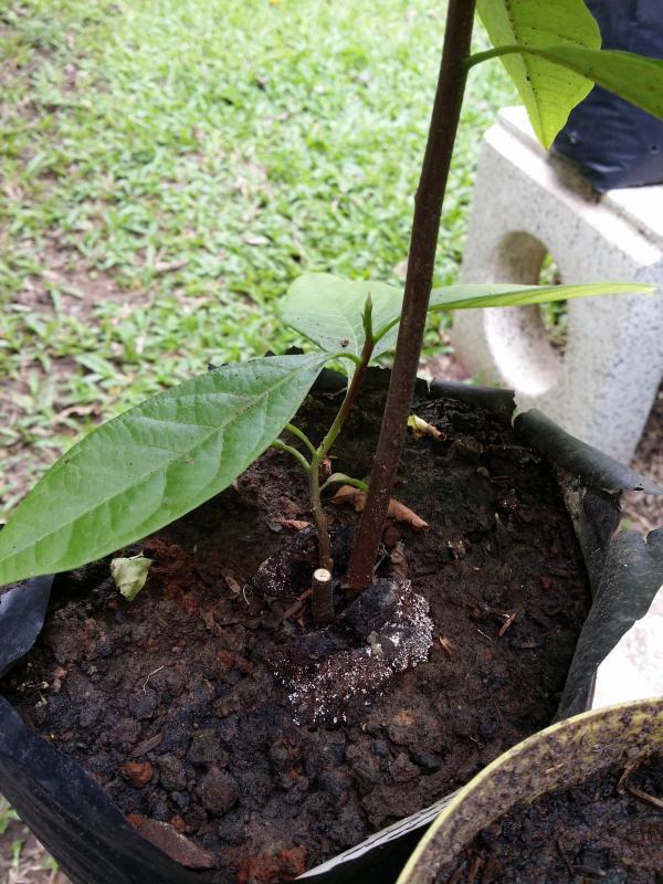 post-55492-0-67849600-1439612685_thumb.j