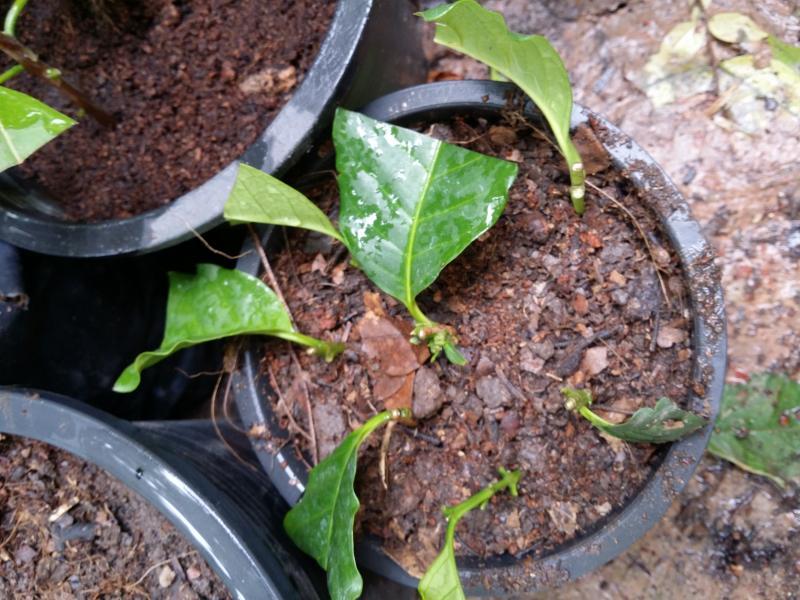 post-55492-0-76095200-1439612643_thumb.j