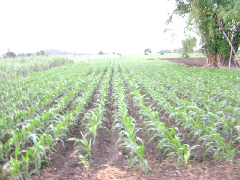 post-77463-0-24809500-1440305127_thumb.j