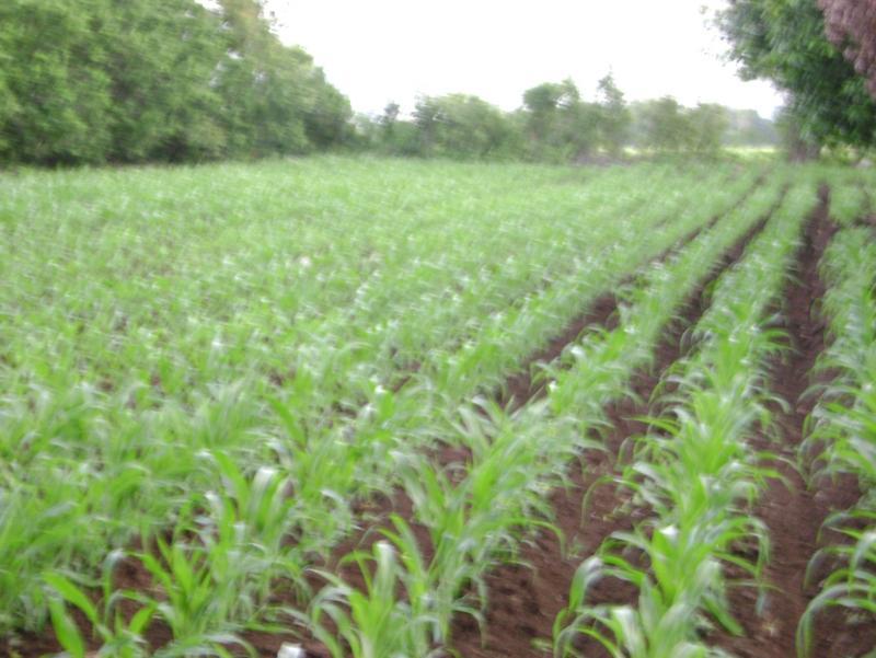 post-77463-0-33961200-1440373854_thumb.j