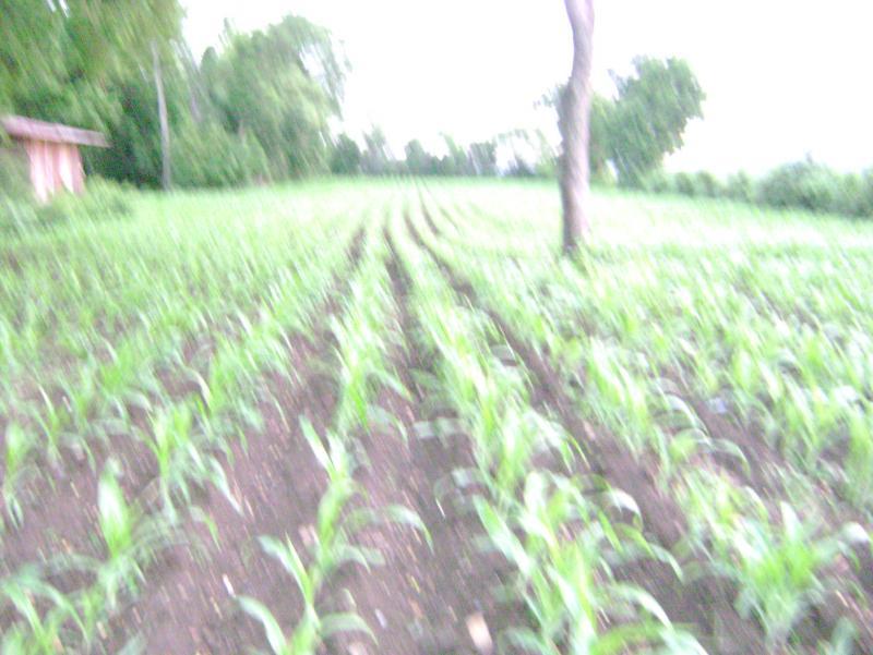 post-77463-0-37086700-1440305099_thumb.j