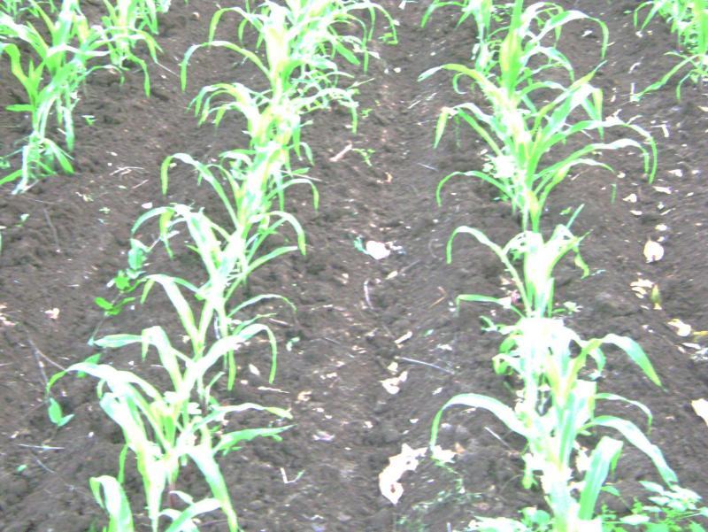 post-77463-0-58009800-1440373825_thumb.j