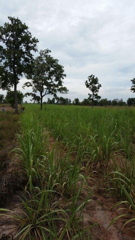 post-80031-0-07769900-1439025539_thumb.j