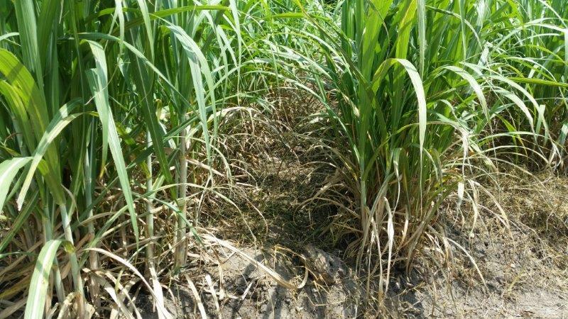 post-80031-0-45772300-1439084252_thumb.j