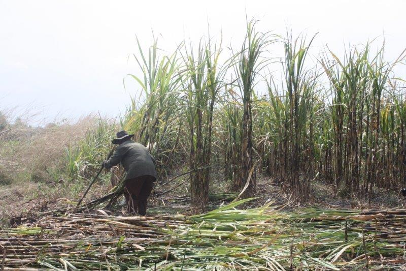 post-80031-0-60908200-1439441355_thumb.j