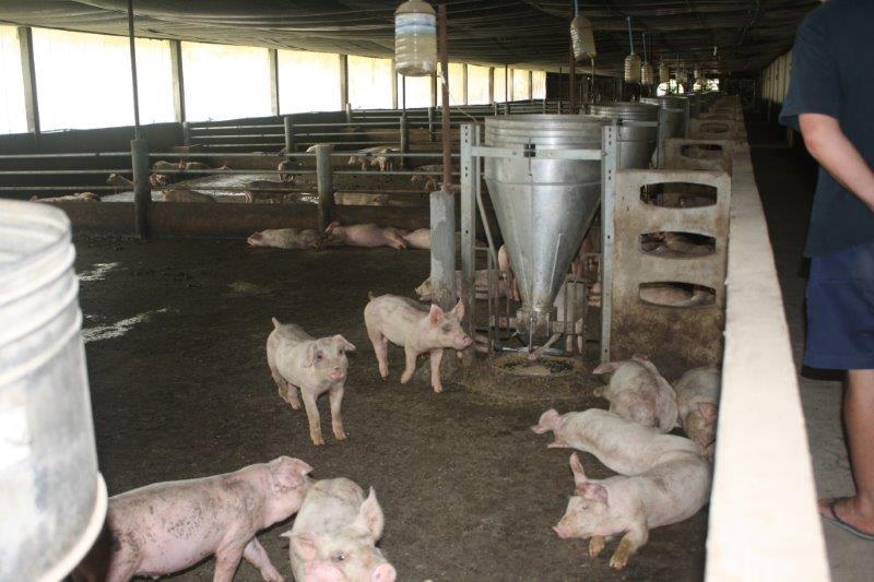 post-80031-0-63071100-1439442349_thumb.j