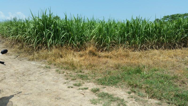 post-80031-0-66744000-1439084134_thumb.j