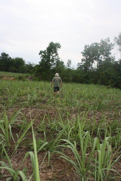 post-80031-0-92979900-1439441023_thumb.j