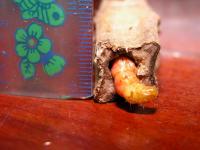 post-52995-1221915466_thumb.jpg