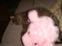 post-1041-0-08188100-1315511026_thumb.jp