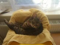 post-1041-0-81352700-1315511124_thumb.jp