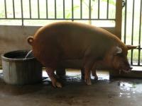 post-24958-0-51132600-1316681059_thumb.j