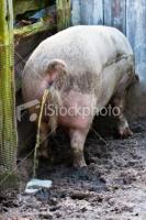 post-46648-0-84995000-1347878287_thumb.j