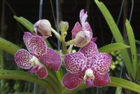 post-62520-0-23345900-1347189192_thumb.j