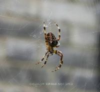 post-7357-0-18777000-1348004110_thumb.jp