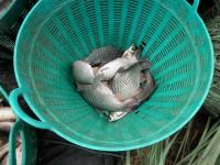 post-104736-0-08738200-1379887264_thumb.