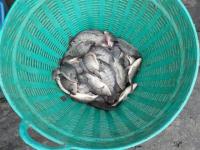 post-104736-0-10089100-1379886938_thumb.