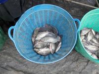 post-104736-0-15820000-1379886967_thumb.