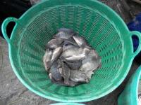 post-104736-0-20002600-1379886871_thumb.