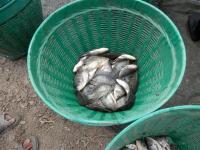 post-104736-0-28889800-1379886901_thumb.