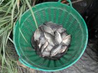 post-104736-0-47989600-1379886997_thumb.