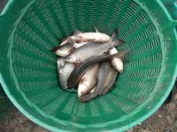 post-104736-0-83353900-1379887196_thumb.