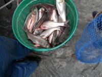 post-104736-0-93511000-1379887328_thumb.